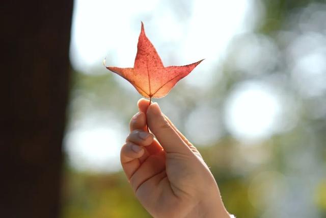 福安枫叶“封神”！宝藏打卡地又＋1