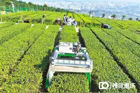 重庆山地采茶机器人来了 2秒可采一片茶叶图片