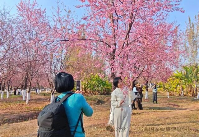 【冬季暖阳 凉山不凉】比春天先来的浪漫，是西昌的冬樱花