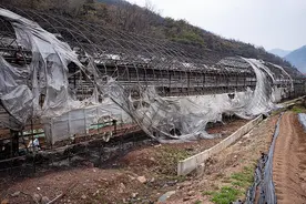 韩国山火已致30人死亡图片