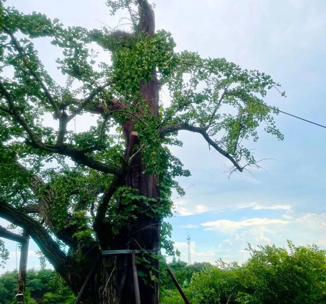 @高邮人 邀请您找寻心中的……