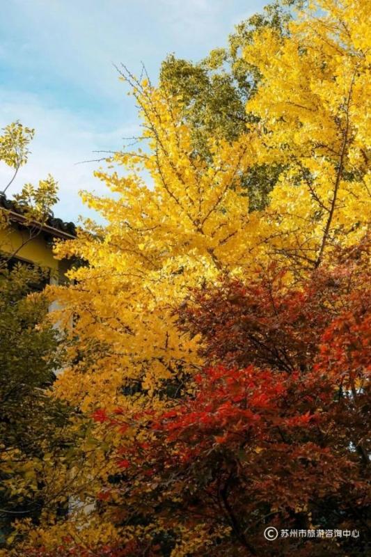 火上央视！苏州变身“黄金州”