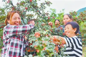 花椒飘香季 椒农采摘忙图片