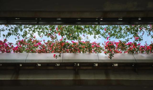 在丰泽，抬头撞见的美好......