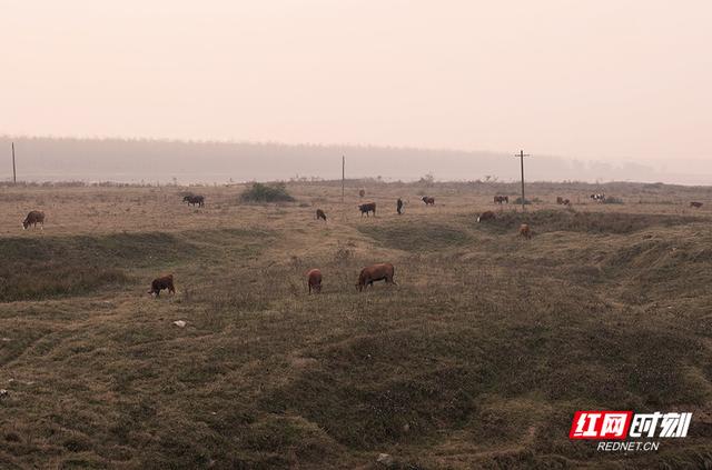 大美红图丨湘江枯水河床成市民活动“新场所”