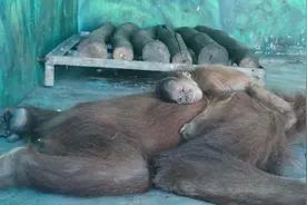 极危物种红毛猩猩在和生森林动物乐园添丁图片