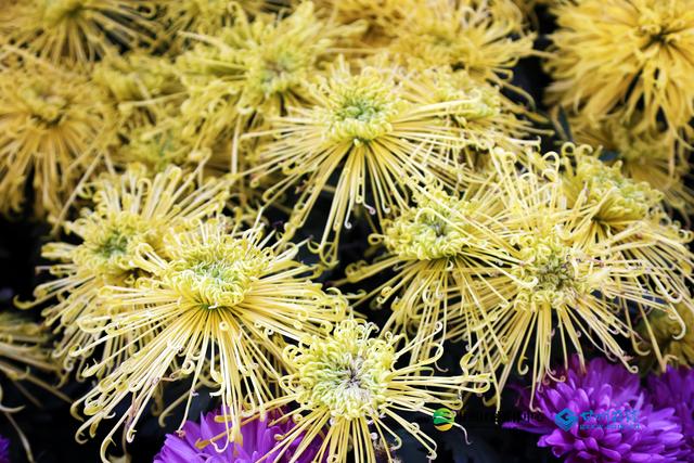 甘州府城：一半是人间烟火，一半是菊韵诗魂