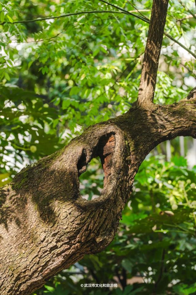 武汉为百年古树建公园，免费开放！