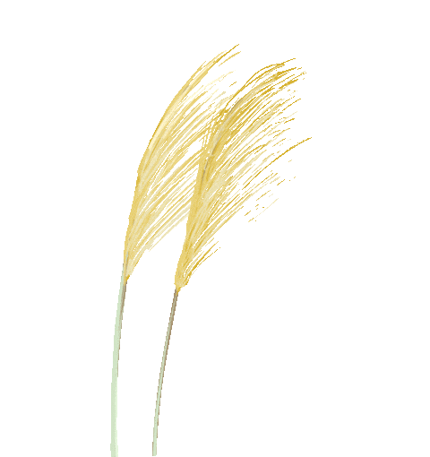 秋韵满通州！14条“运河大集”线路上新：逛集、赏秋、品美食嗨不停！