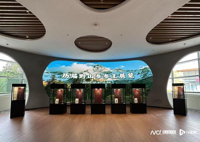 沉浸式体验“百草之王”魅力！横琴人参文化周开幕