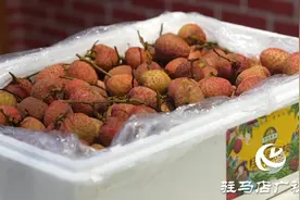 荔枝蒂蛀虫对人体无害图片