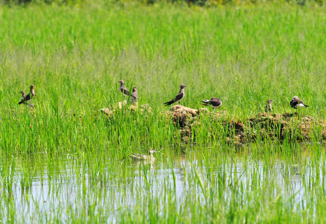 跟着《珠江》游增城！纪录片里的这些地方，一定要打卡