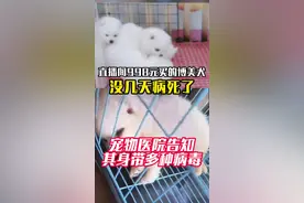 直播间买到“星期狗”，宠物店表示概不负责？图片