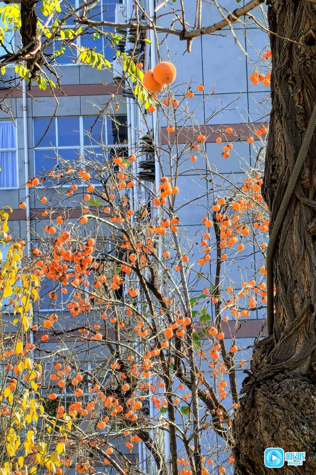 一树风光，好“柿”连连