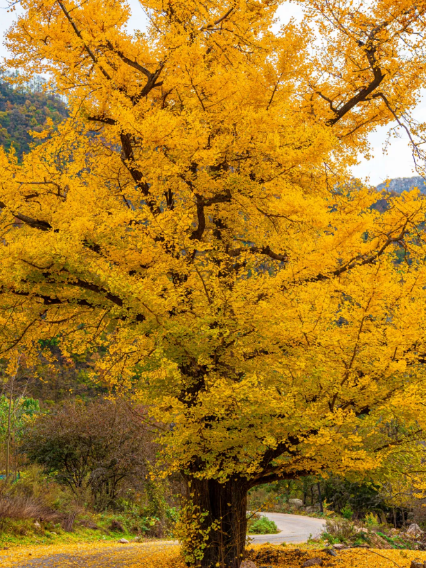 滴！重阳暖心免票福利→这张秋日『头等舱』车票请签收！