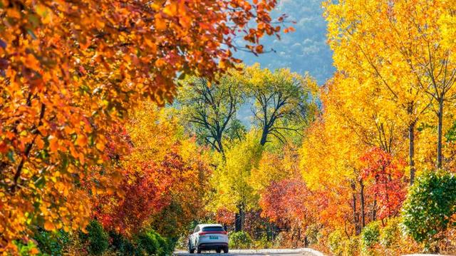 四季流转 多彩枣庄 | 枣庄：凤凰绿道色彩斑斓风景如画