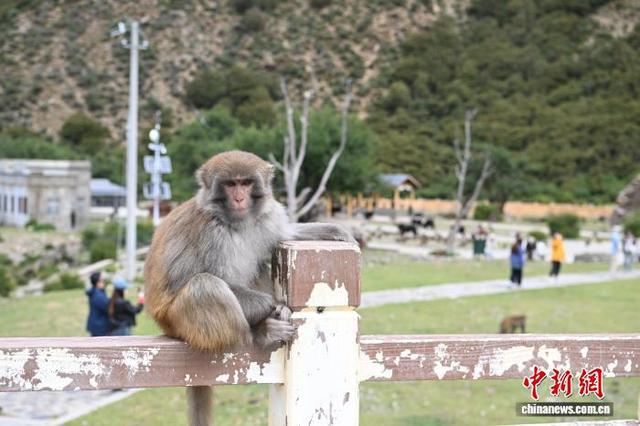 西藏林芝：国庆首日藏猕猴栖息地迎客来