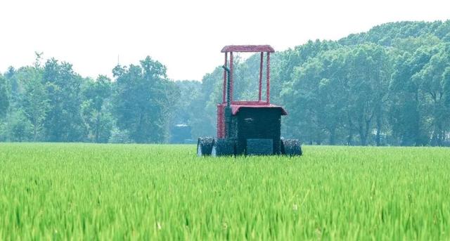稻浪、粉黛、稻草熊……嘉北郊野公园秋日氛围感拉满