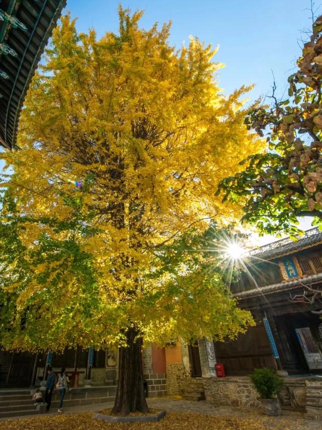 网友不建议推广？来大理，给你“镀层金”