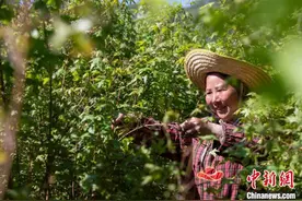 荒山绿化见成效 太行山上采茶忙图片