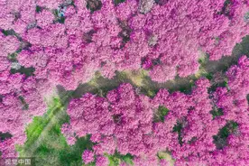 春分，花的烂漫时节图片