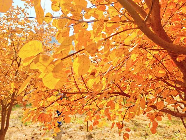 北京秋色如童话世界画卷徐徐展开