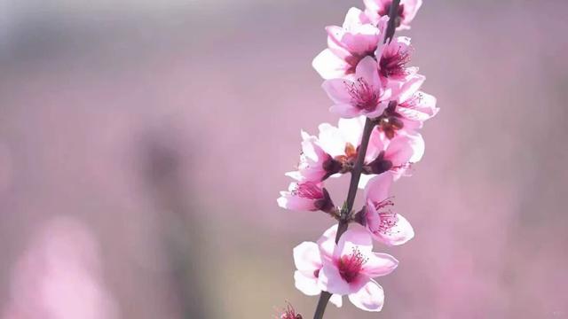 宾川鸡足山三千亩桃花绽放 绘就春日田园诗画