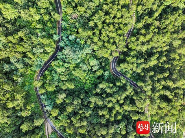 【图集】大美江苏！穿越森林秘境，漫步郊野公园，沉浸式感受"绿色动脉"