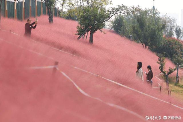 济南东站龙脊河畔，粉黛乱子草花海受热捧