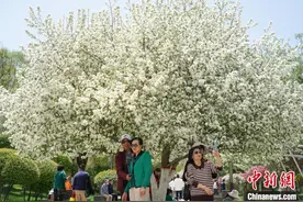 西宁市海棠公园繁花盛开满园飘香图片