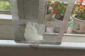 杭州一小区松鼠泛滥成灾，业主都怕了：多次闯入我家，根本抓不完图片