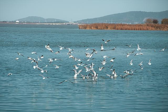 万只候鸟飞抵太湖！吴中东山“观鸟经济”藏不住了