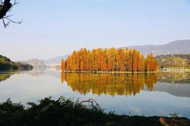 太美了！除了七星岩北门，肇庆这里也藏着一大片落羽杉……
