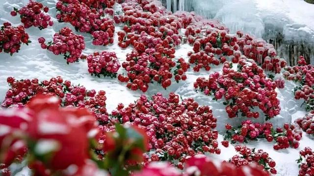 白云山今日开园！邀你共赏神仙雪景