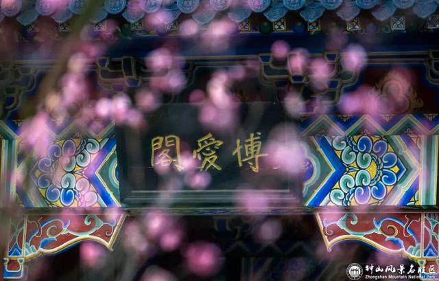 梅花山早梅“剧透”！盛花期在……