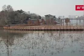 山水城林新视角！南京玄武湖赏荷栈道来啦！图片