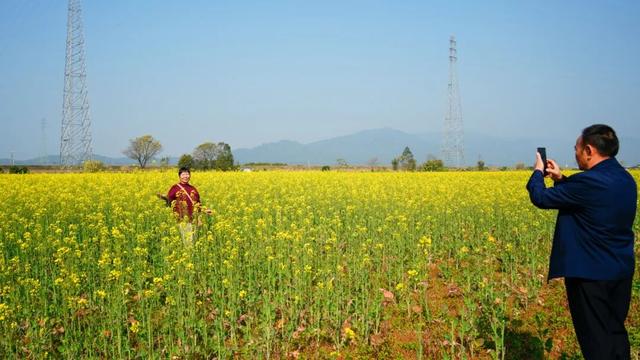 三水大片油菜花海超美超出片！免费赏