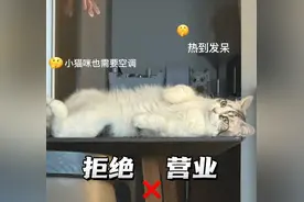 给宠物买降温“神器”？小心，有“毛孩子”因此生病！图片