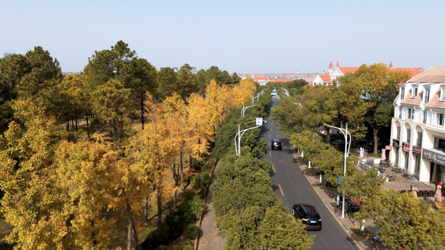 不扫的金叶，是罗店藏在碎金光影里的秋日私语