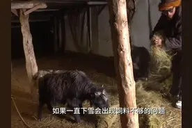 西藏丁青：做好牲畜饲草料储备工作图片