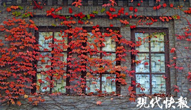 秋日限定，南京“爬山虎之窗”一眼惊艳