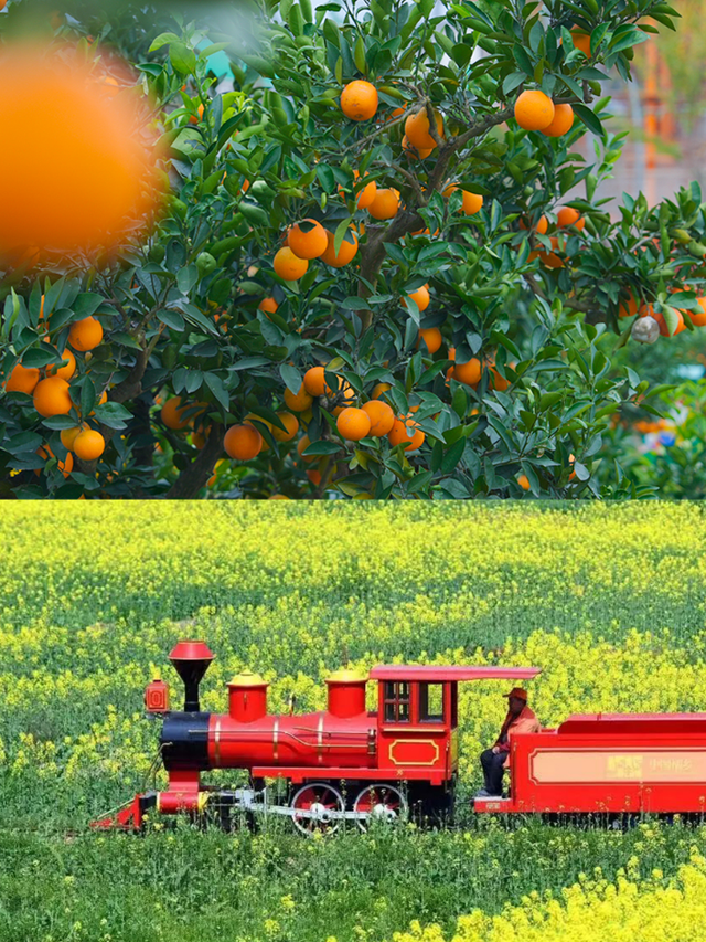 实拍！超美！成都这里的银杏黄了