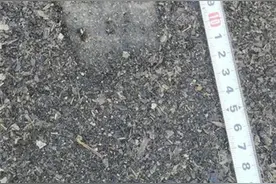 浙江丽水有山区现不明掌印被猜测“熊出没”，官方：初步推测系大型犬类，排除熊类图片
