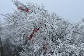 高清组图！张家界天门山迎今冬首场雾凇，部分游道临时关闭，索道正常运行图片