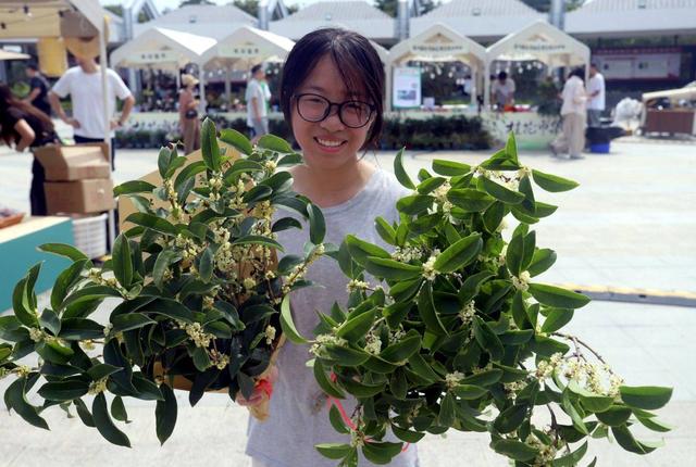 江苏苏州：“花漾苏州 桂香满城”桂花市集开市