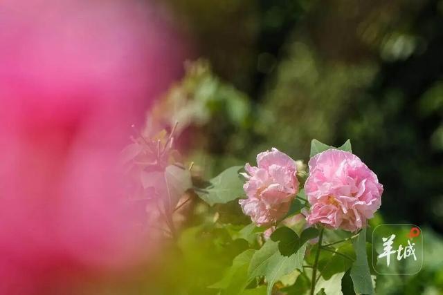 盛花期！流花湖畔迎来“冬日浪漫”！