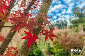 这绚烂如秋的斑斓 恰是福州冬日的温柔图片