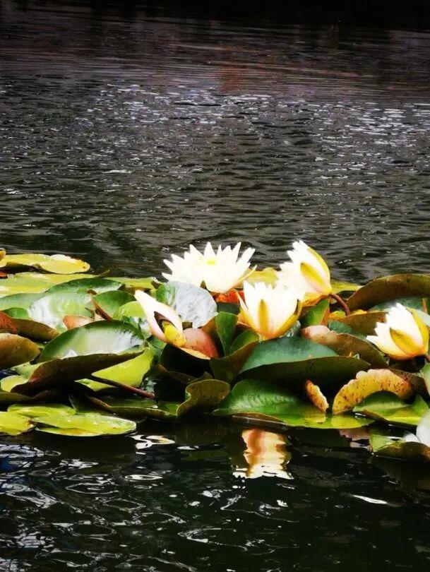 趁秋色浪漫，见一面吧