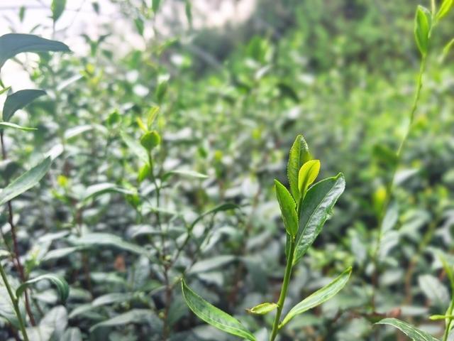 白鹭飞来白鹭湾，潮起日照展新篇