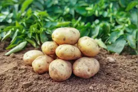 血压不好，这两款“高钾低钠”要多吃，越吃身体越强壮~图片